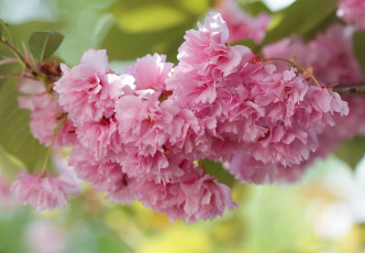 Картинка цветы сакура +вишня листья дерево