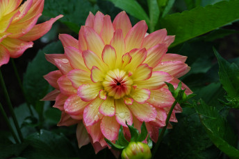 Картинка цветы георгины цветение розово-желтый георгин цветок капли листья