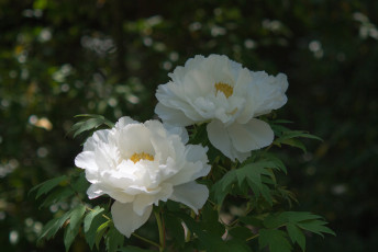 Картинка цветы пионы куст листья цветение белые