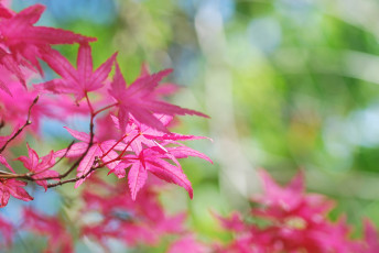 Картинка природа листья дерево розовые