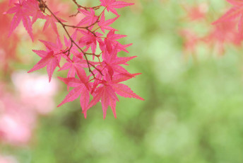 Картинка природа листья розовые дерево