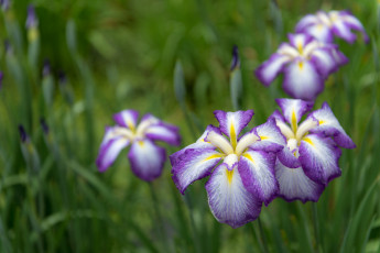Картинка цветы ирисы цветение бело-фиолетовый ирис листва