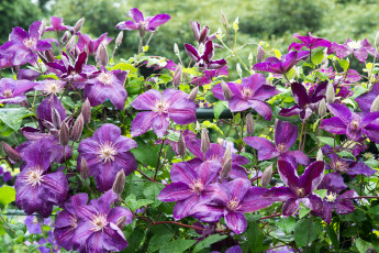 Картинка цветы клематис+ ломонос цветение клематис росинки капельки листья фиолетовый