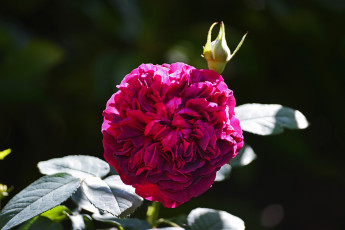 Картинка цветы розы бутон цветение роза