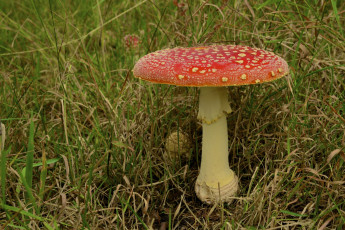 Картинка природа грибы +мухомор трава гриб мухомор