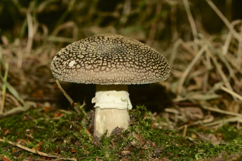 Картинка природа грибы +мухомор трава коричневый мухомор