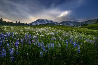 Картинка природа луга горы луг цветы