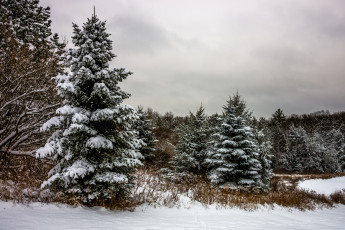 Картинка природа зима лес снег