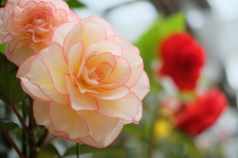 Картинка цветы бегония цветение