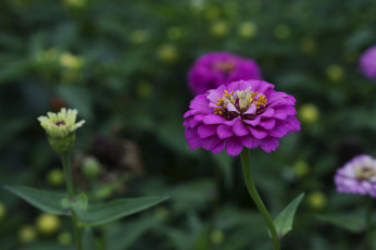 Картинка цветы цинния цветок ярко цветение