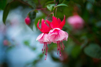Картинка цветы фуксия цветок ярко листики цветение
