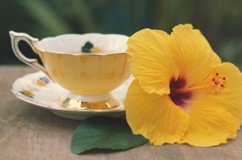 Картинка цветы гибискусы гибискус чашка листик