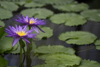 Картинка цветы лилии+водяные +нимфеи +кувшинки цветение водоем водяные лилии листья вода