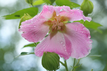 Картинка цветы мальвы цветение капли мальва листья