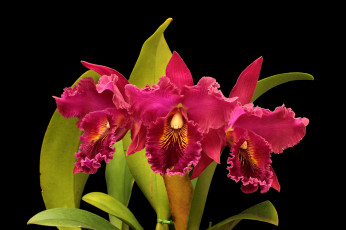 Картинка цветы орхидеи красные