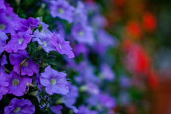 Картинка цветы петунии +калибрахоа петуния синяя цветение