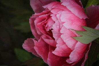 Картинка цветы пионы цветок пион цветение капли