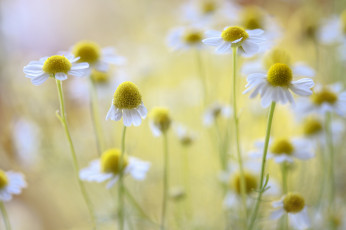 Картинка цветы ромашки цветение белые