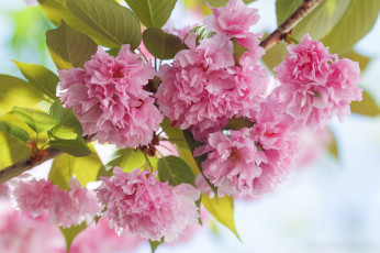 Картинка цветы сакура +вишня листья дерево