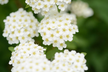 Картинка цветы таволга+ спирея +лабазник цветение