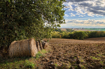 Картинка природа поля поле пашня валок деревья