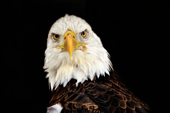 Картинка животные птицы+-+хищники белоголовый орлан