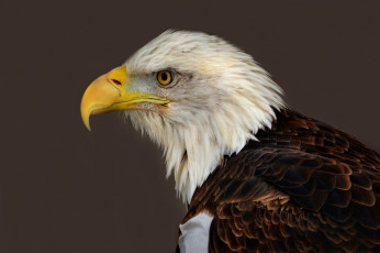 Картинка животные птицы+-+хищники орлан белоголовый