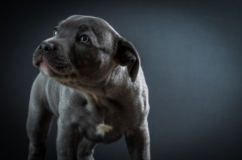 Картинка животные собаки щенок