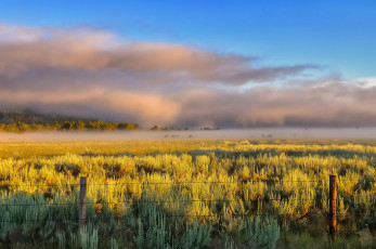 Картинка природа поля поле цветы изгородь дымка