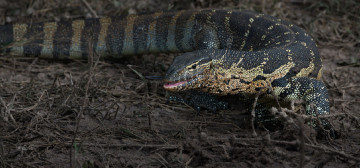 Картинка животные Ящерицы +игуаны +вараны хладнокровное ящерица