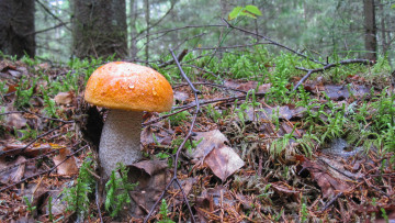 Картинка природа грибы подберезовик лес осень