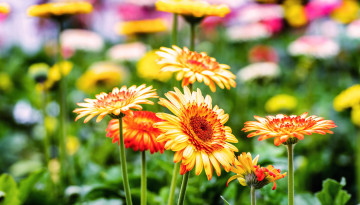 Картинка цветы герберы оранжевые цветение яркие