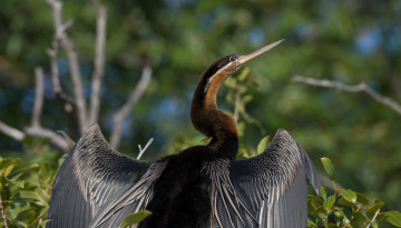 Картинка животные птицы клюв шея крылья птица
