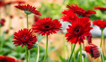 Картинка цветы герберы яркие цветение красные