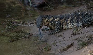 Картинка животные Ящерицы +игуаны +вараны ящерица хладнокровное природа