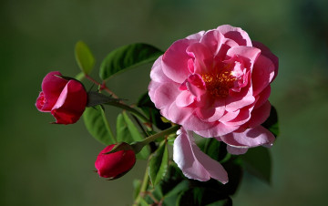 Картинка цветы розы бутоны