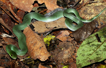 Картинка животные змеи +питоны +кобры змея