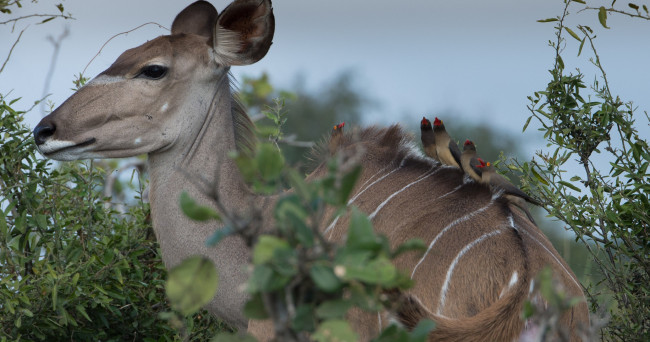 Обои картинки фото животные, антилопы, животное, птицы, листья, природа