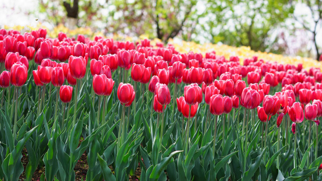 Обои картинки фото цветы, тюльпаны, розовые, весна, клумба, ярко