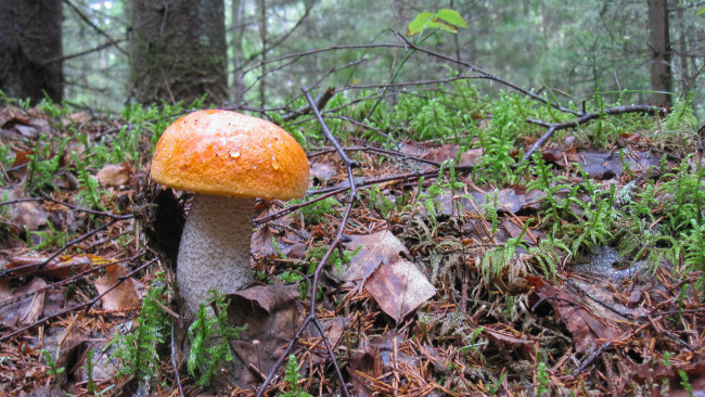 Обои картинки фото природа, грибы, подберезовик, лес, осень