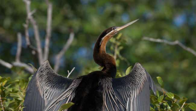 Обои картинки фото животные, птицы, клюв, шея, крылья, птица
