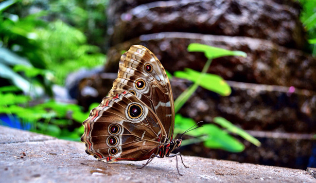 Обои картинки фото животные, бабочки, бабочка