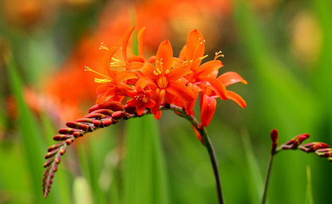 Обои картинки фото цветы, фрезия, цветение