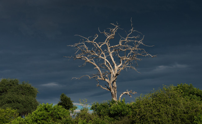 Обои картинки фото природа, деревья, небо, ветки, корявое, сухое, дерево, кусты, тучи