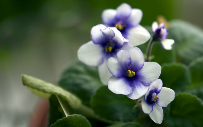 Обои картинки фото цветы, фиалки, весна, природа, фиалка