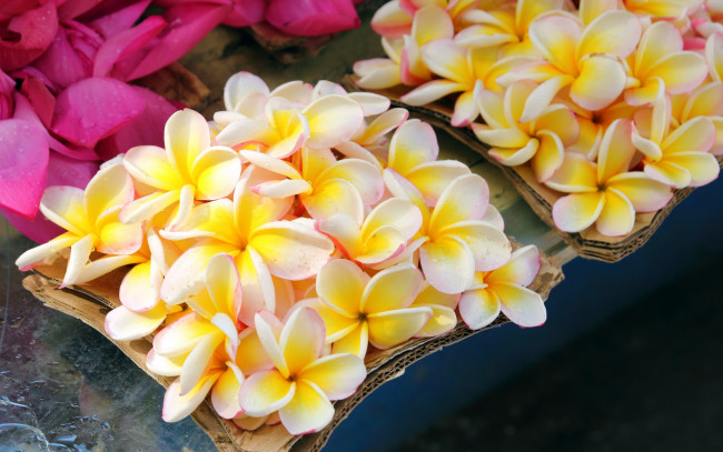 Обои картинки фото цветы, плюмерия, коробочка, капельки, box, flowers, drops