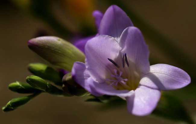 Обои картинки фото цветы, фрезия, цветение