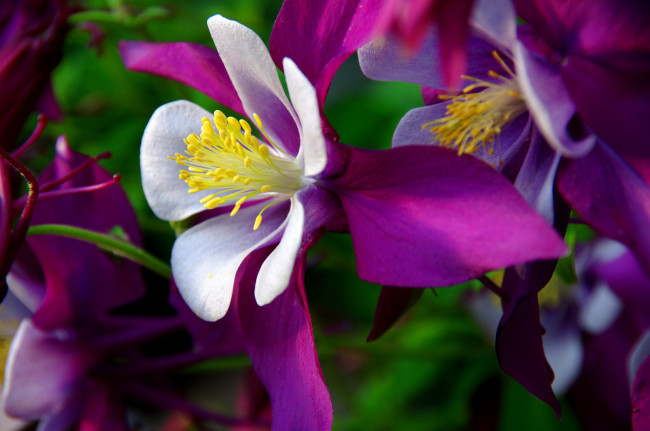 Обои картинки фото цветы, аквилегия , водосбор, цветение