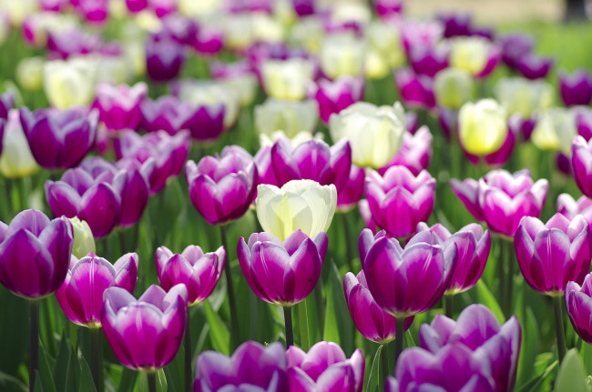 Обои картинки фото цветы, тюльпаны, цветение