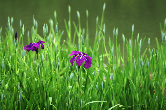 Обои картинки фото цветы, ирисы, ирис, цветение